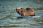 Brown Bear at Brooks River