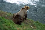Brown bears watch the activities at the waterfall