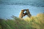 Young Brown Bears (Ursus arctos horribilis)