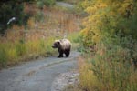 Young Brown Bear travelling to the river