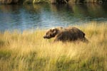 Brown bear in the high river grass