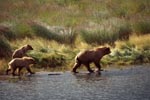 Three wandering brown bears on the river