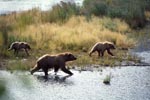 Brown Bears travelling along the River