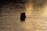 Brown bears in the evening light in the river