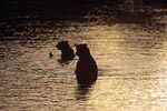 Brown bears hunt salmon in the evening light