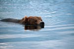 Floating brown bear