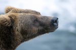 Brown bear portrait from the side