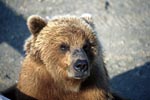 Serious-looking brown bear