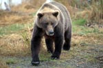 Brown Bear travelling along the river bank