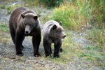 Sow with young Bear at the river bank