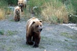 Brown bear family, walk along Riverside