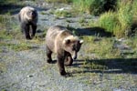 Wandering brown bears