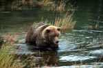 Young brown bear in shallow water on the river bank