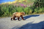 Young Brown bear travelling to the river