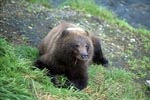 Young Brown Bear on the river bank
