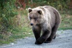 Young Brown Bear travelling to the river