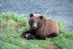 Young Brown Bear with salmon