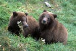 Two young Brown Bear (Ursus arctos horribilis)