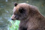 Portrait of a young Brown bear