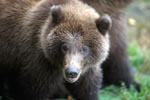 Portrait of a young Brown bear