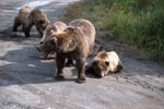 Bear family travelling to the river