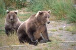 Two well-fed brown bears