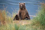 Surprised brown bear on the river bank