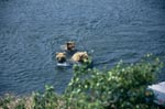 Braunbaerin mit Jungbaeren im Brooks River