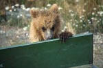 Young brown bear looks at the loading area