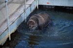 Brown bear at the pontoon bridge
