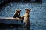 Brown bears on the Ponntoon bridge