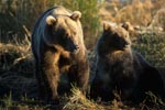 Bear familiy (Ursus arctos horribilis)