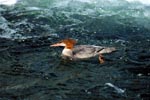 Common merganser on the water surface