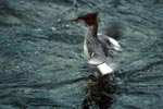 Goosander with rapid wing beat