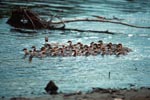 Goosander formation at the waterfall