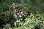Spruce Grouse at home in the dense coniferous forest