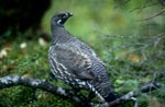 Spruce Grouse - frugal and cold-resistant