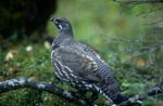 Spruce grouse on the Brooks River