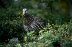 Spruce Grouse looking for berries