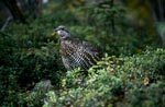 Berries - a treat for the Spruce Grouse