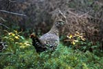 Spruce Grouse collects beeries