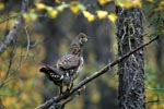 Spruce Grouse on a branch