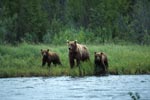Sow with her cubs in the Katmai backcountry