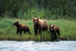Three brown bears at a nameless river