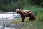 Sow with her spring cub on the riverbank
