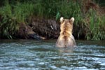 Brown Bear fishing for salmon