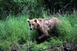 Brown bear comes out of the high grass