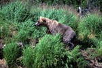 Brown bear in the grass