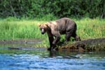 Brown Bear travelling along the river bank
