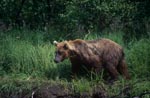 Brown bear in the high grass on the river bank